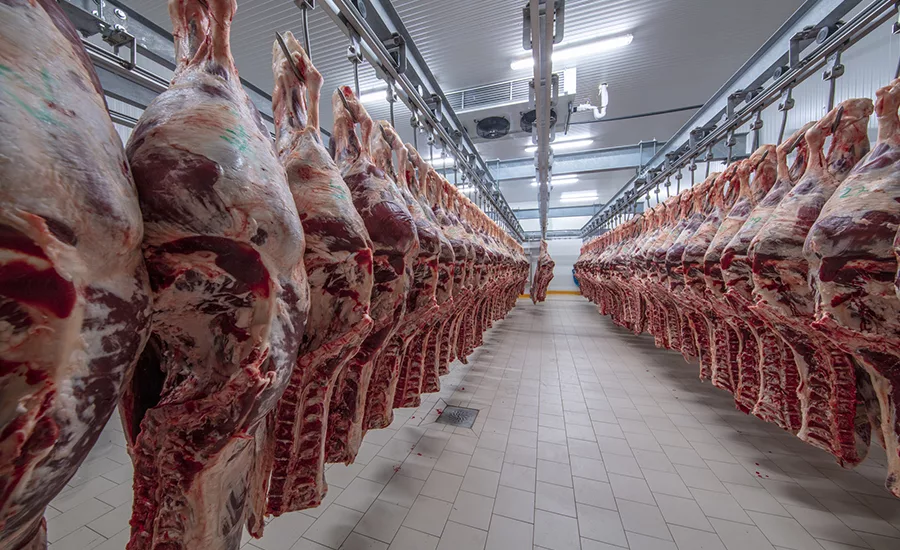 meats hanging in the cold store