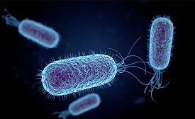 Salmonella