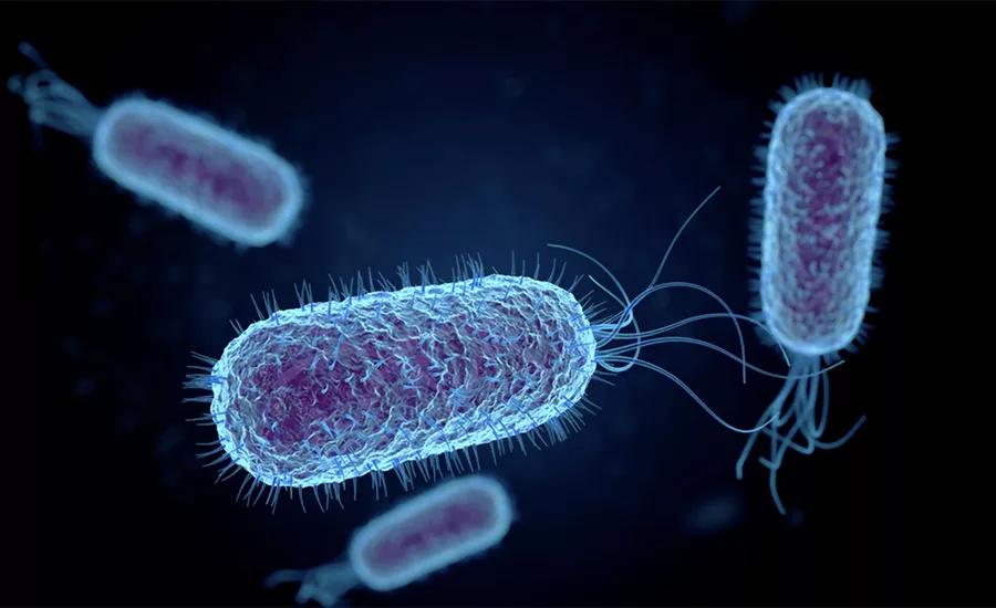 Salmonella