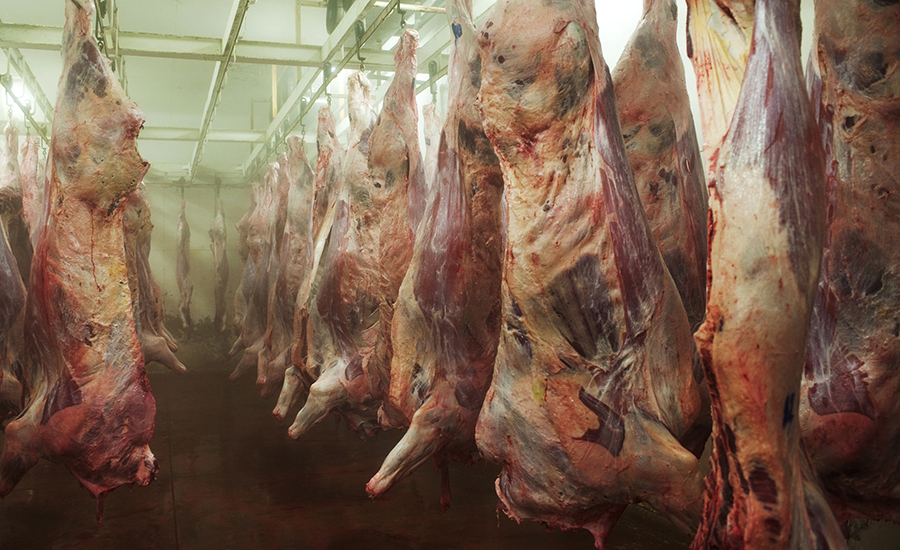 Cow carcasses in slaughter house.
