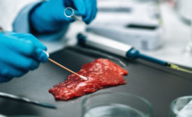 Microbiologist testing beef sample