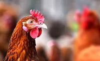Chickens on traditional free range poultry farm. Chickens on traditional free range poultry farm.