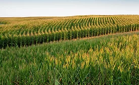 corn field