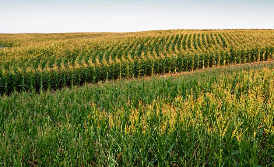 corn field