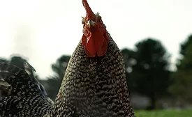 chicken