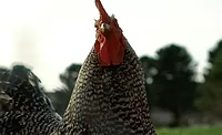 chicken chicken