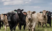 Group of black and white, mixed, crossbred beef heifers in a row