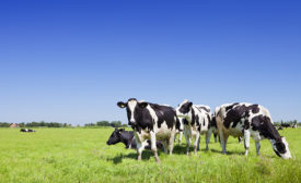 Cows in a field under a clear blue sky.