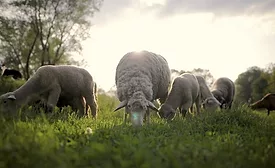 lamb