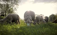 lamb