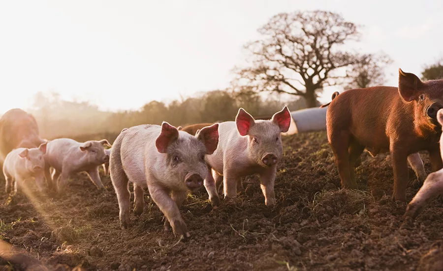 pigs 