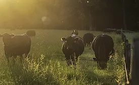 A group of Angus beef cows