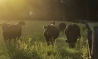A group of Angus beef cows