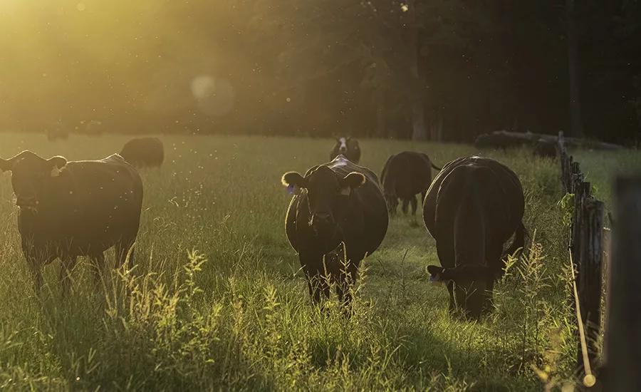 A group of Angus beef cows
