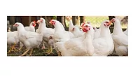 Chicken flock