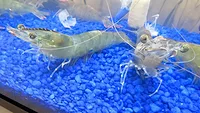 NaturalShrimp photo