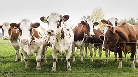 Seven brown and white cows