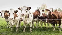 Seven brown and white cows