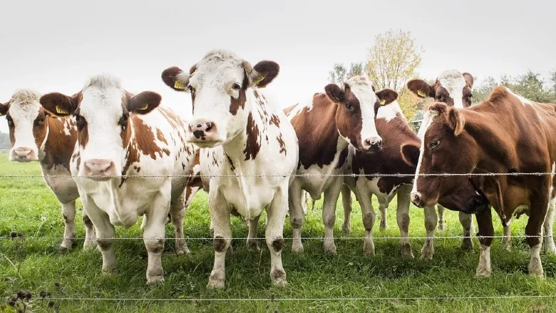 Seven brown and white cows
