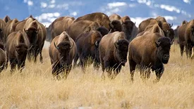 Fall, December Close-Up Moving Buffalo