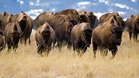 Fall, December Close-Up Moving Buffalo