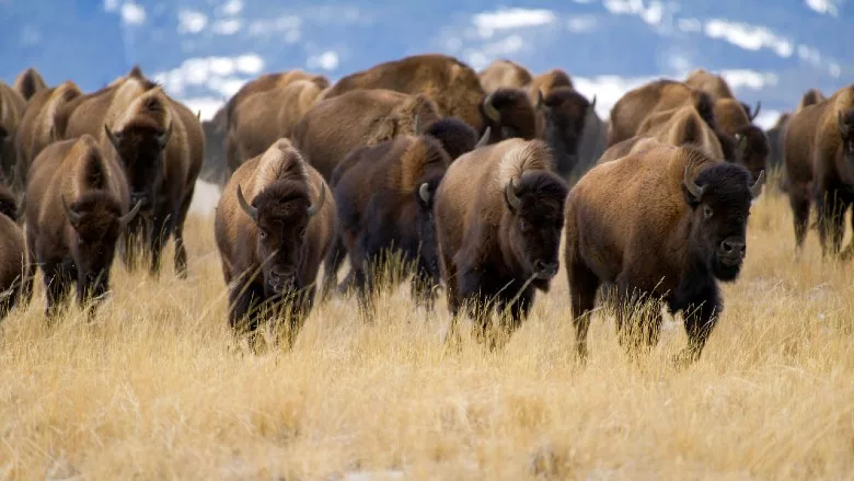 Fall, December Close-Up Moving Buffalo
