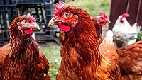 Backyard chickens