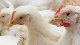 Commercial flock