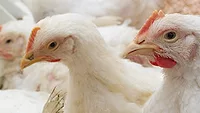 Commercial flock
