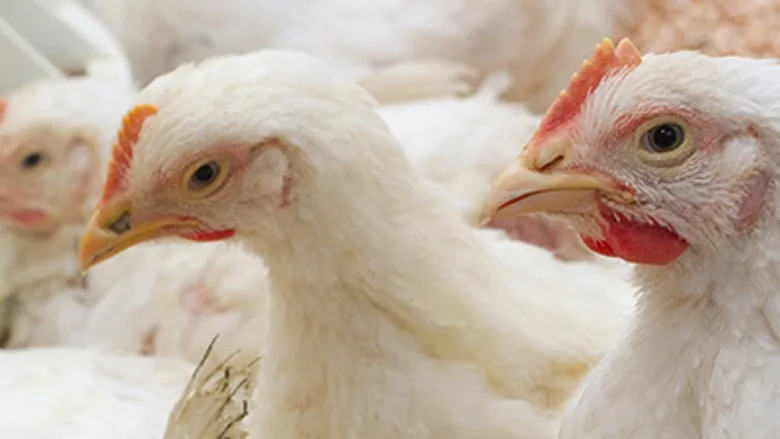 Commercial flock