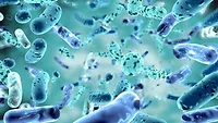 Bacteria stock image