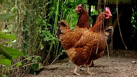 Hens; poultry; backyard chickens