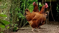 Hens; poultry; backyard chickens