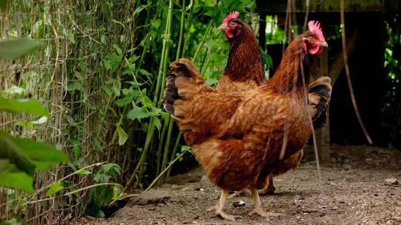 Hens; poultry; backyard chickens