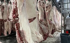 hanging meat