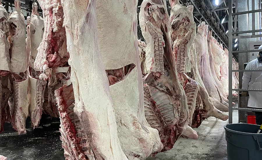 hanging meat