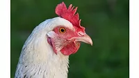 White chicken head stock image