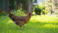 Backyard chicken stock image