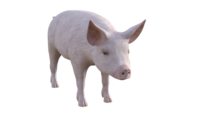 Pig stock image