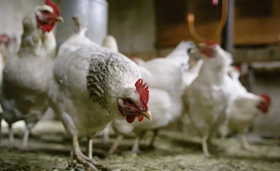 chickens