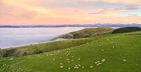 silver fern grazing.jpg