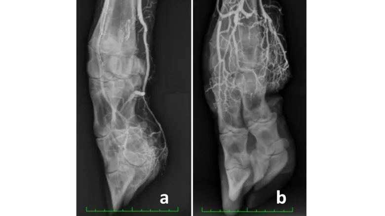 These X-rays illustrate vasoconstriction in cattle, comparing normal blood flow, left, to restricted blood flow, right, caused by ingestion of toxic fall fescue.