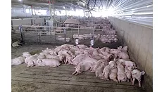 Pigs