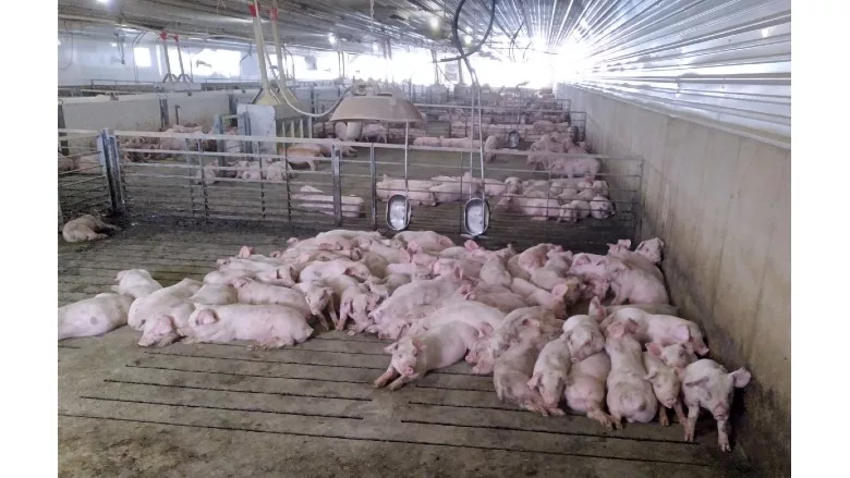 Pigs