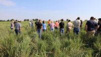 Photo taken on July 12, 2018, in Linn County, Missouri, illustrating that native warm-season annual grasses can ensure good forage supplies during drought.