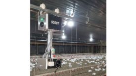 Scout poultry robot photo
