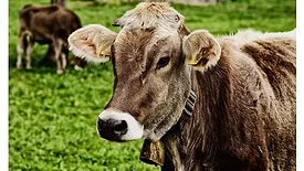 Cow stock image