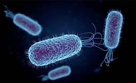 salmonella