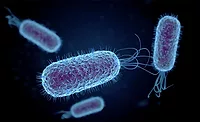salmonella