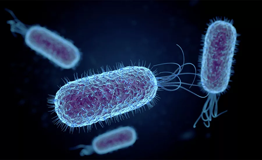 salmonella